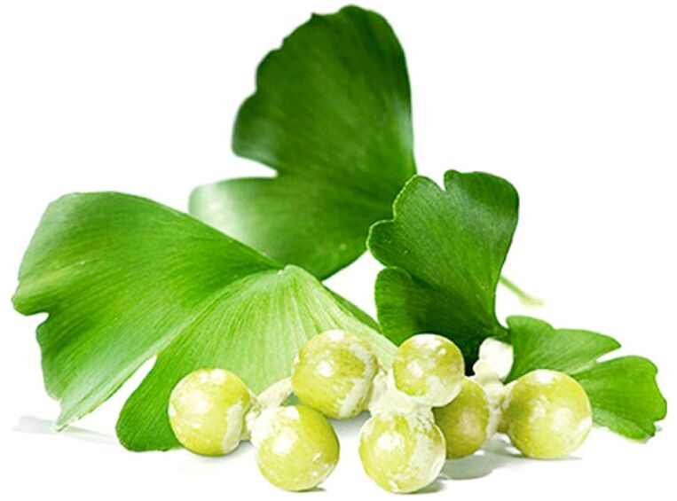Ginkgo biloba leaves improve blood circulation in the tissues of the penis